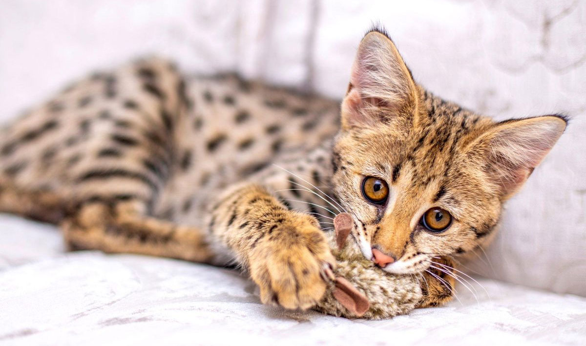 Savannah: híbrido de Serval y gato doméstico