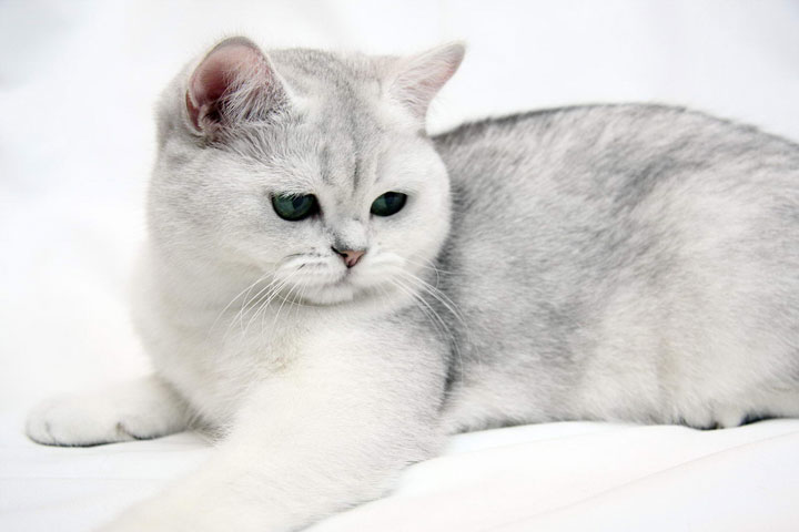Chinchilla