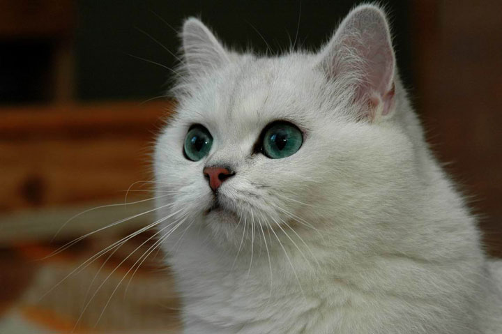 Chinchilla