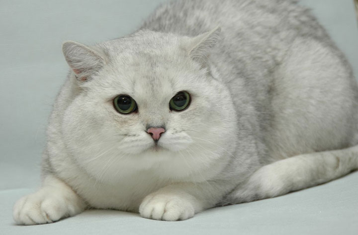 Chinchilla