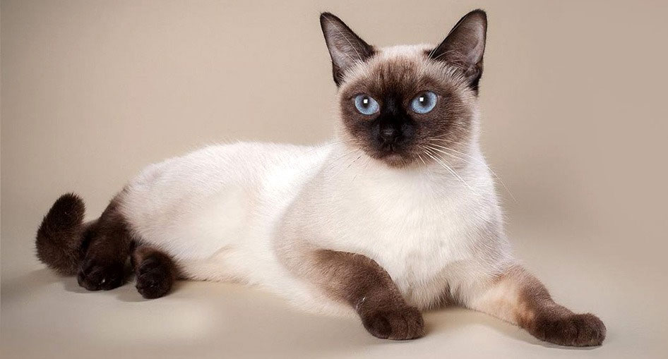Características del gato siamés