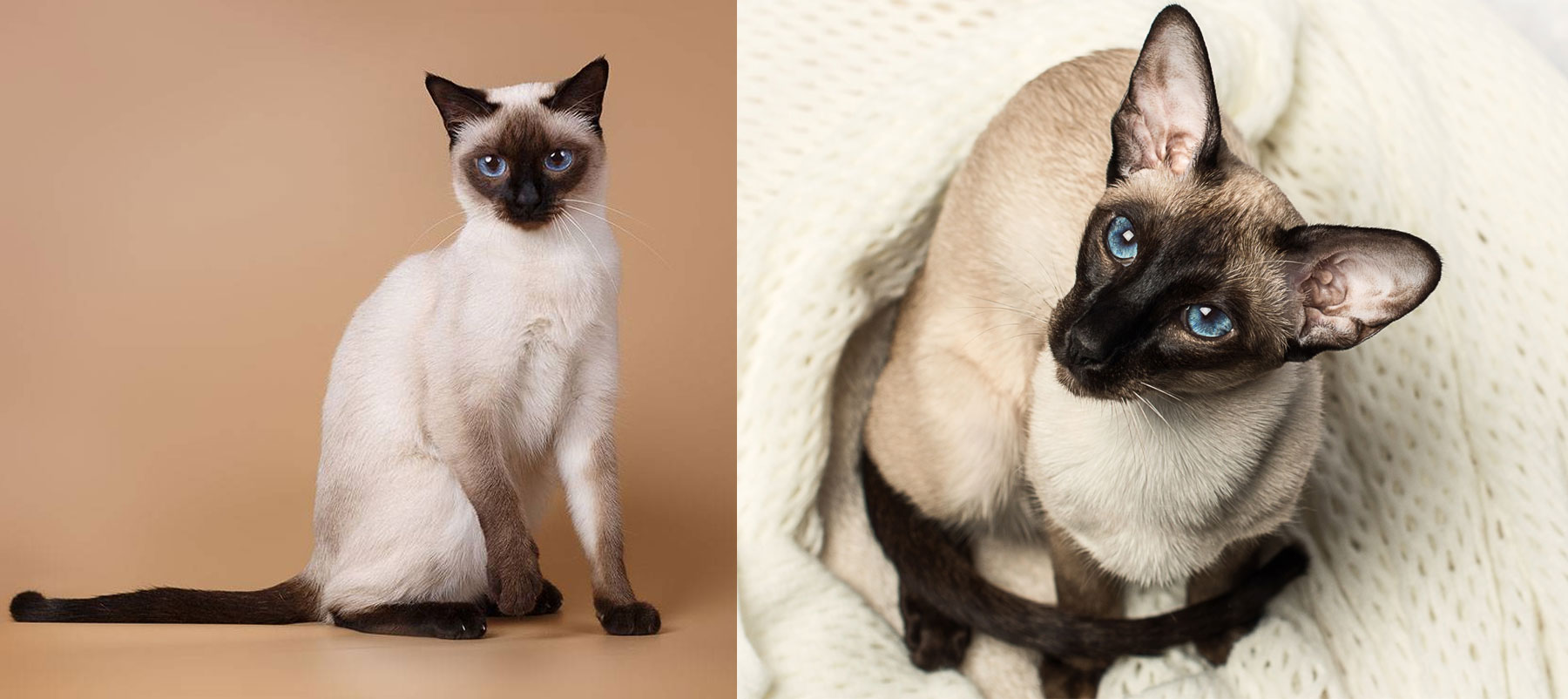 Gato tailandés y siamés