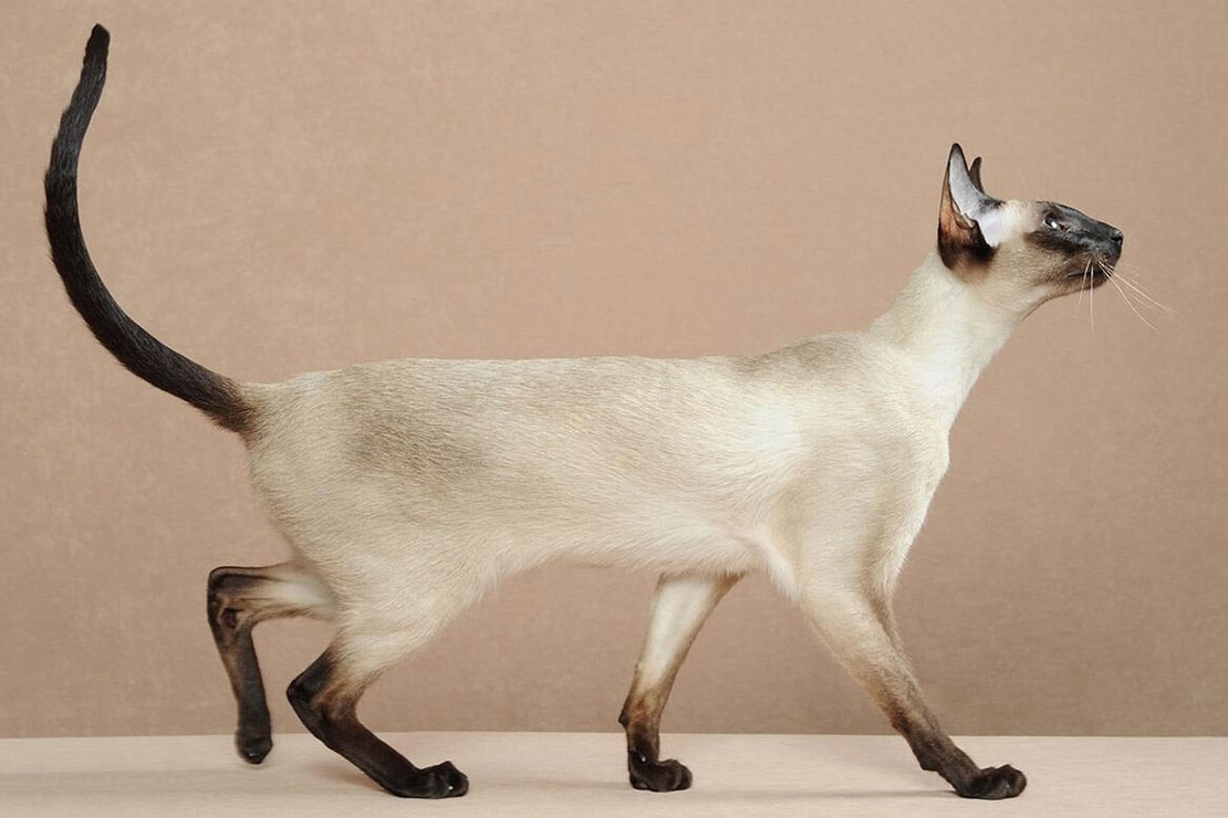 Origen del gato siamés