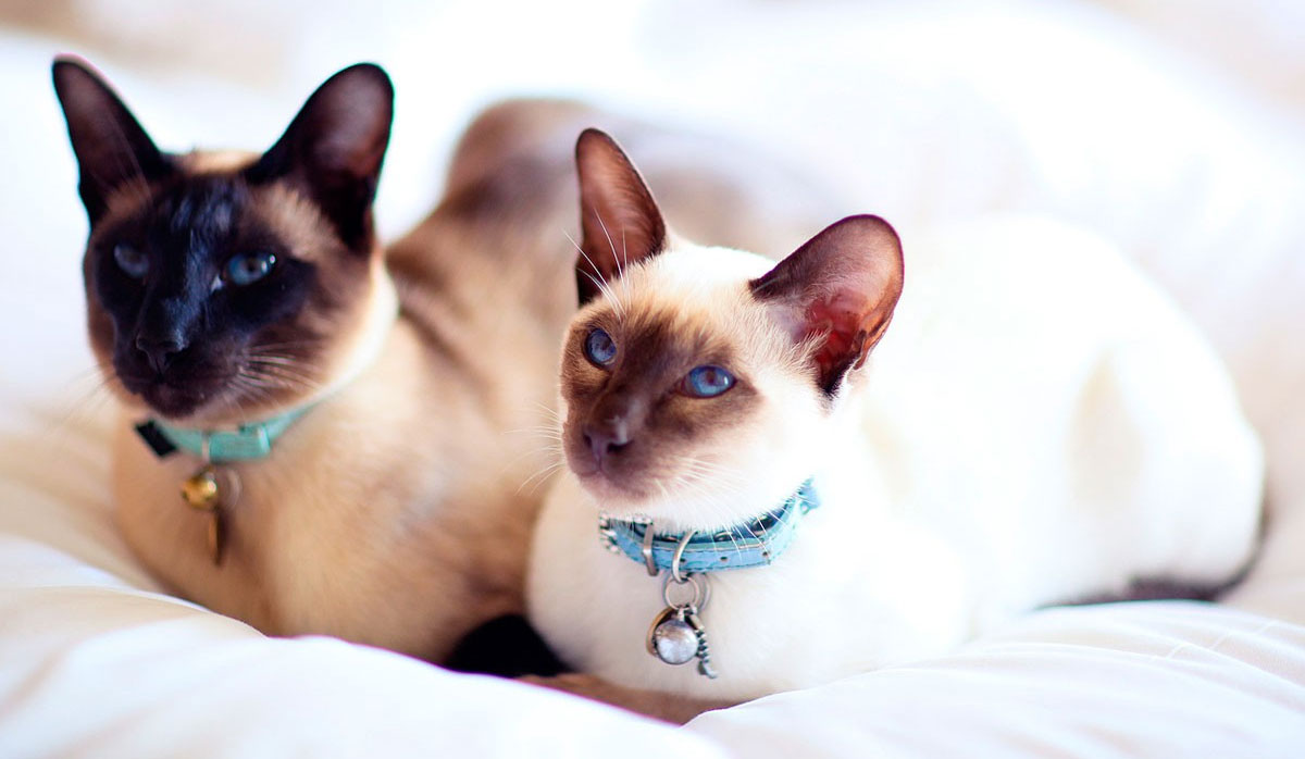 Gatos siameses
