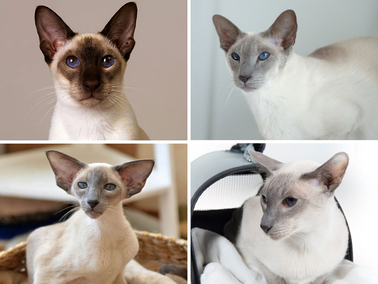 Colores de los gatos siameses