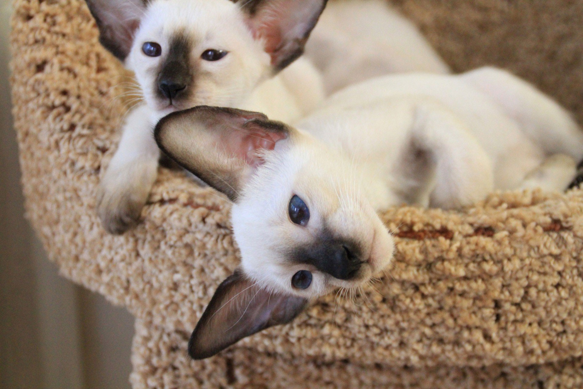 Gatitos siameses