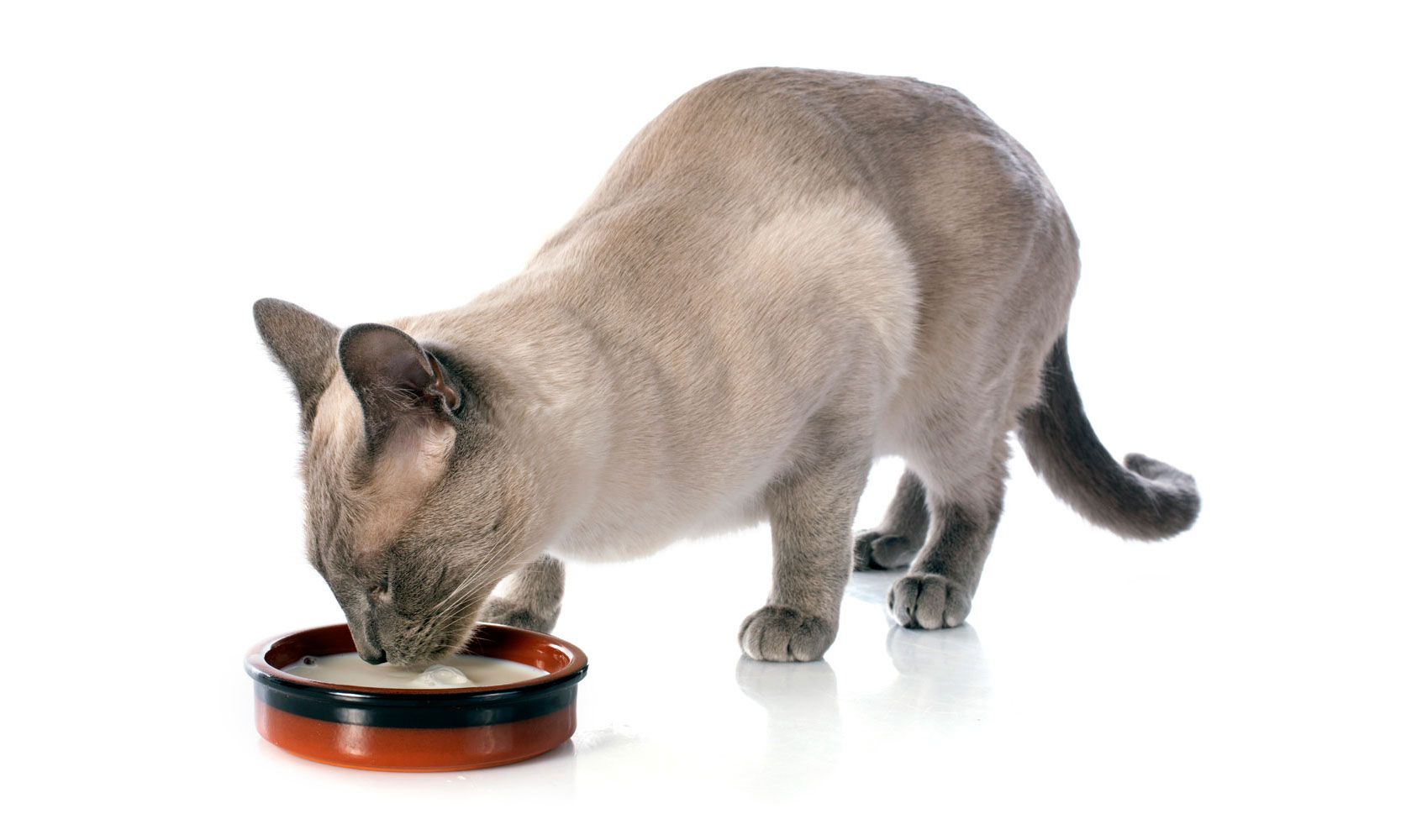 Alimentación del gato siamés
