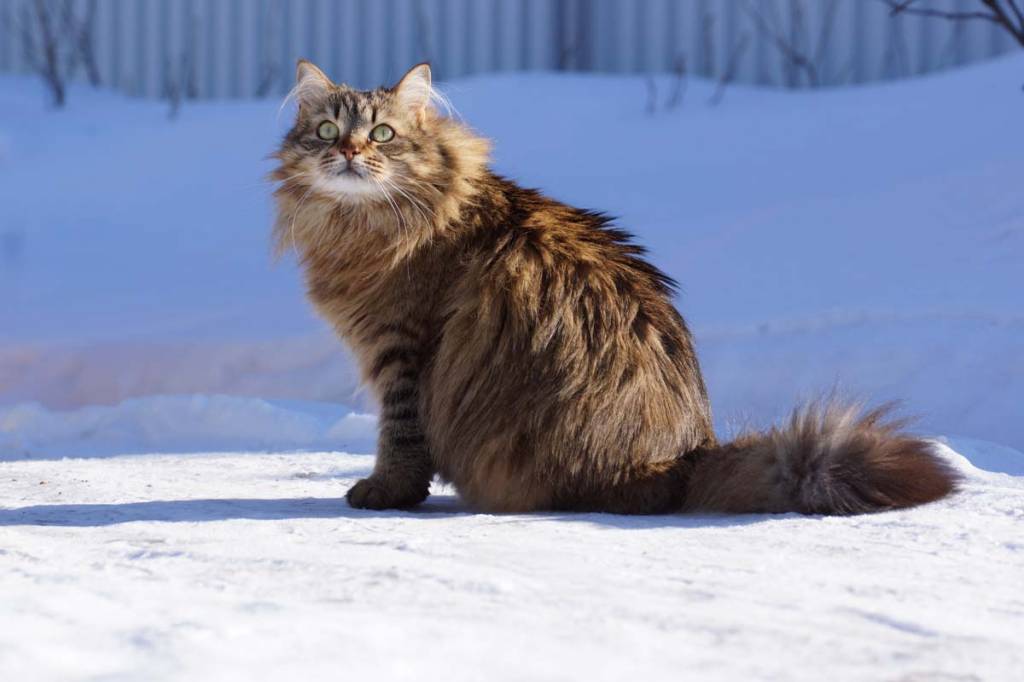 Siberiano