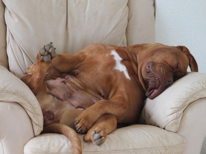 Dogo de Burdeos durmiendo