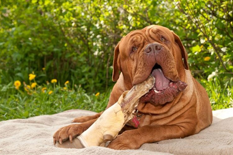 Dogo de Burdeos mordiendo un palo