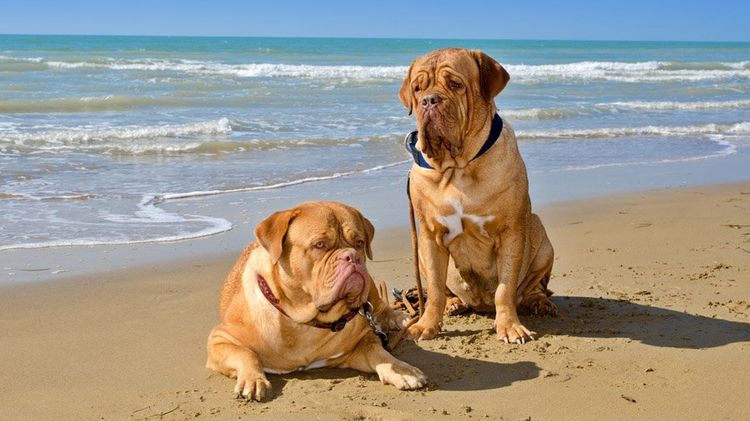 Dogo de Burdeos en la orilla del mar