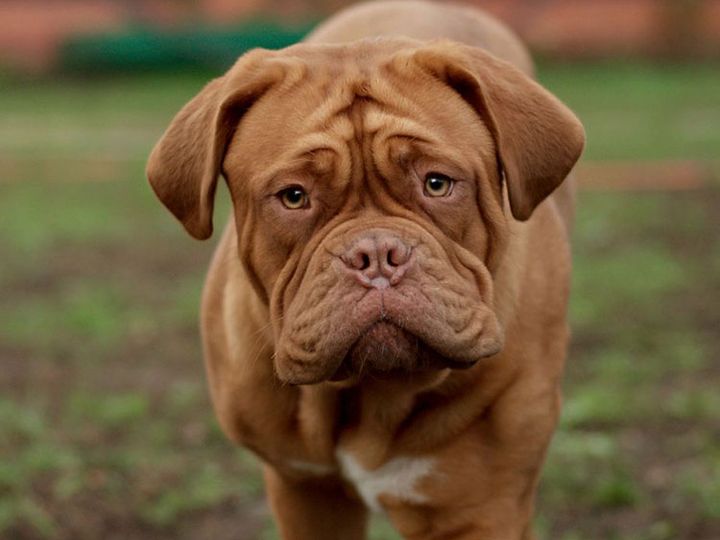 Dogo de Burdeos