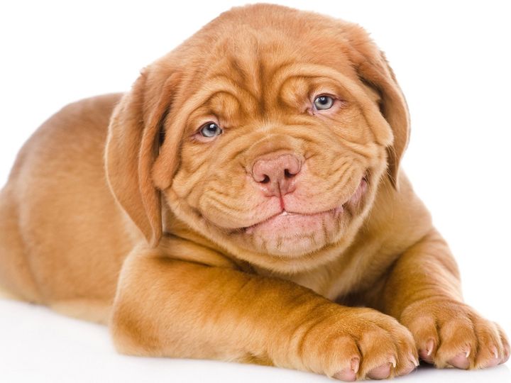 Dogo de Burdeos
