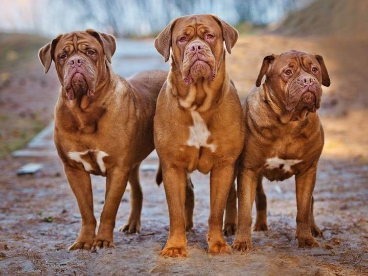 Dogo de Burdeos