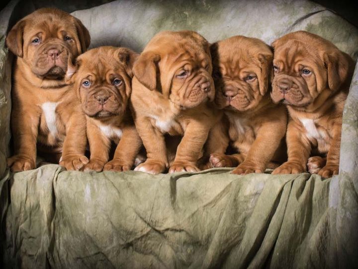 Dogo de Burdeos