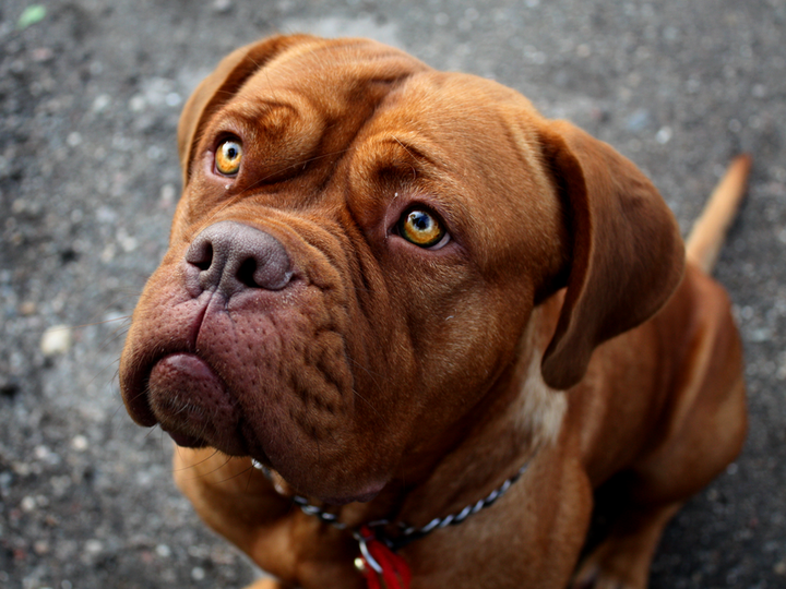 Dogo de Burdeos
