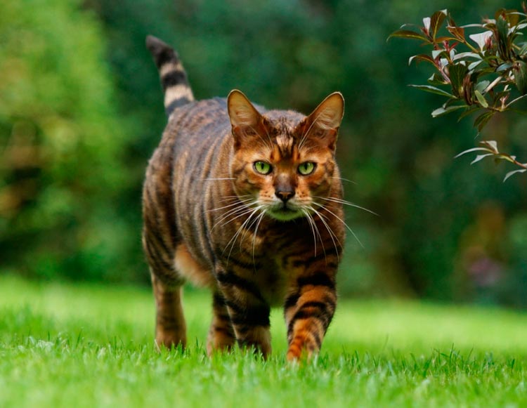 raza de gatos Toyger