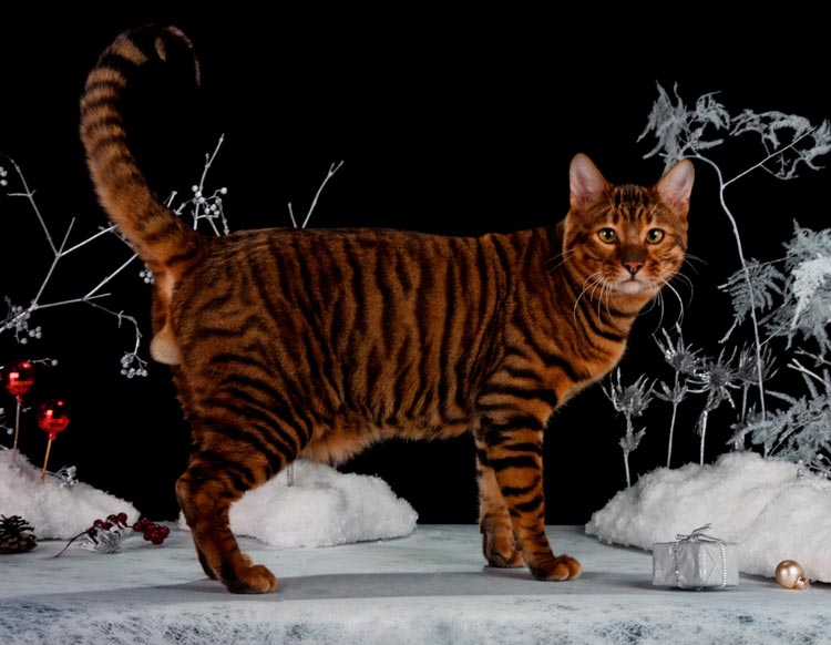 la raza de gatos más cara