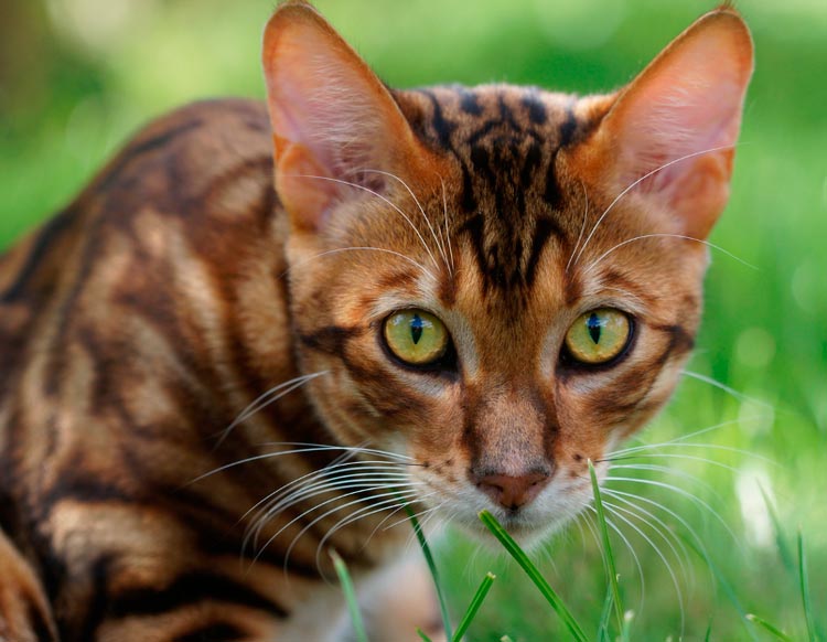 toyger en la hierba
