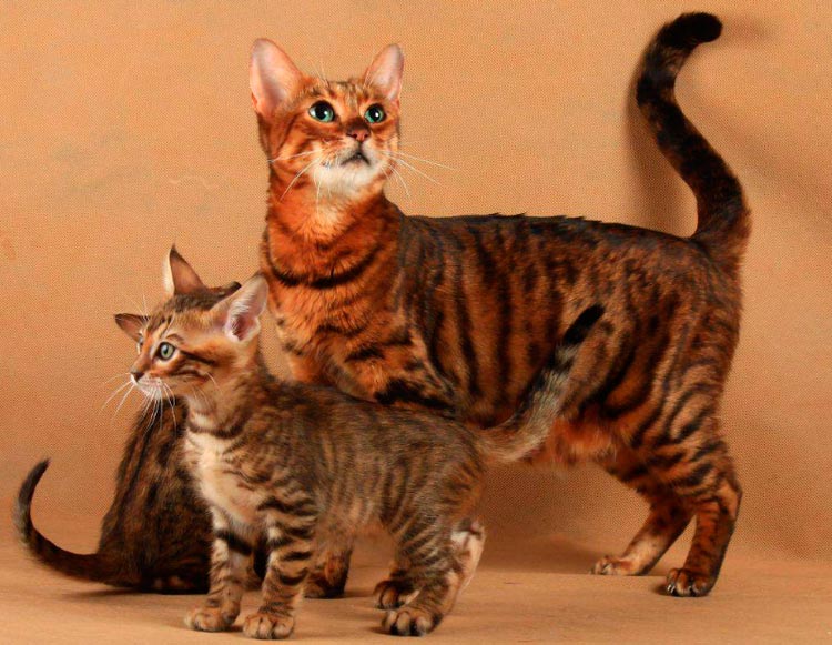 gata Toyger con gatitos