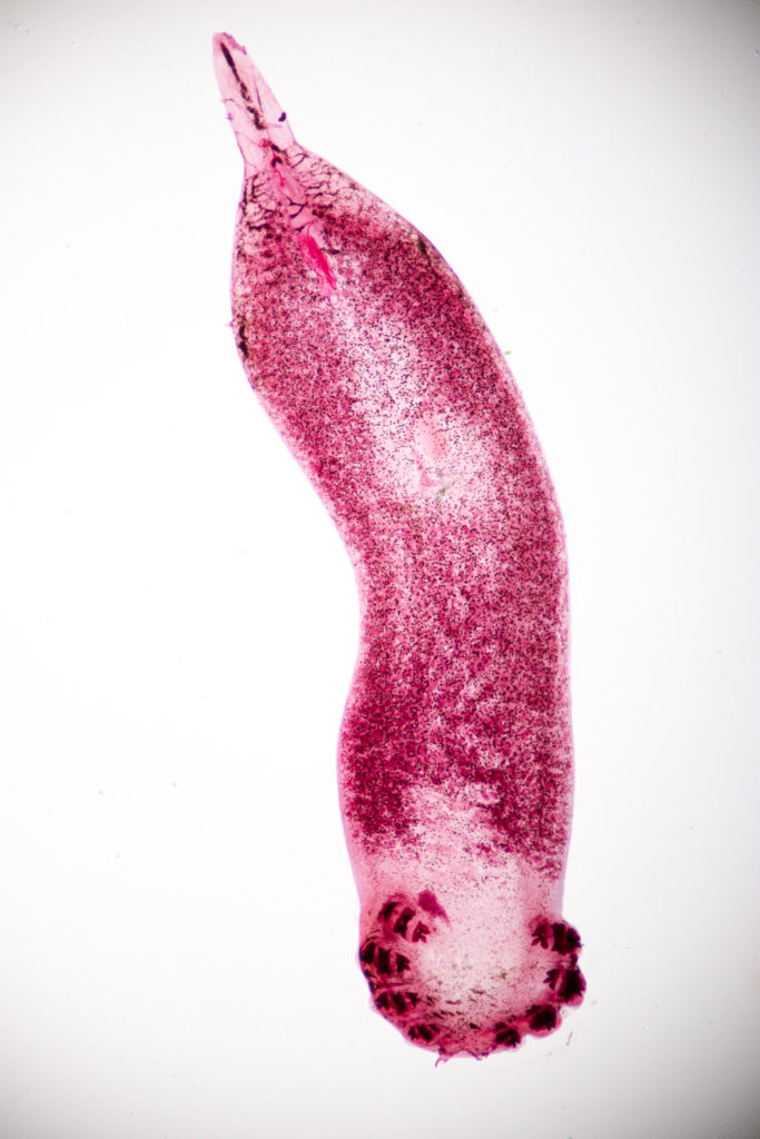Trematodos - parásitos en gatos