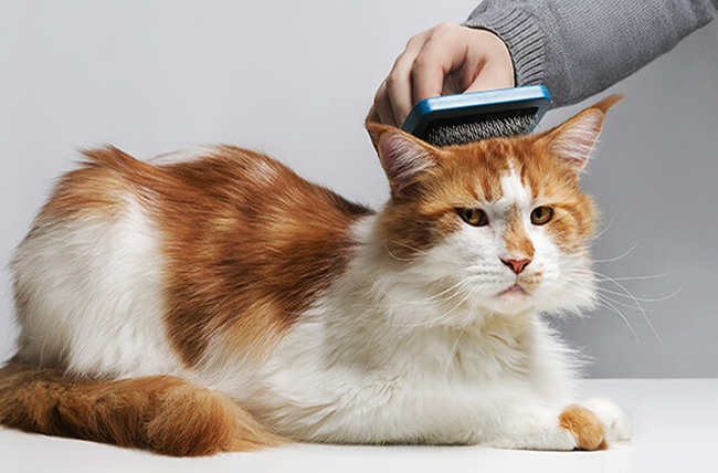 Cuidado del pelo del gato: cepillado