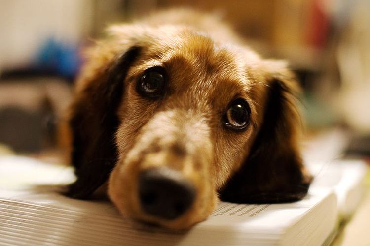 Perro triste