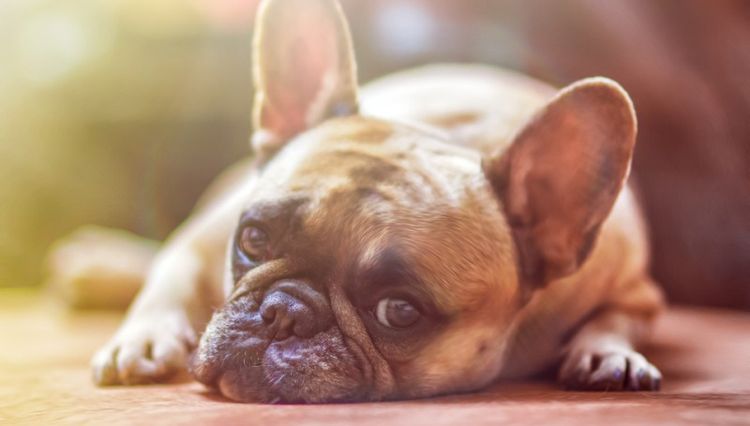 El perro está triste