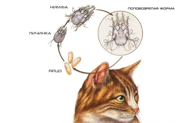 Otodektose bei einem Kater
