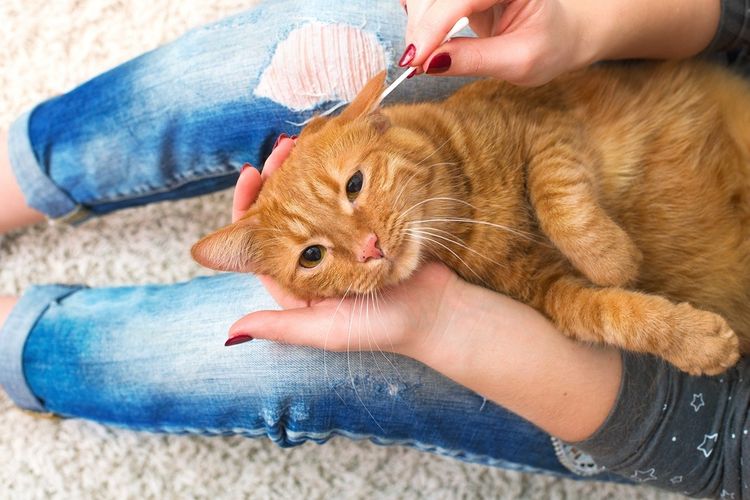 Die Besitzerin reinigt das Ohr eines roten Katers.