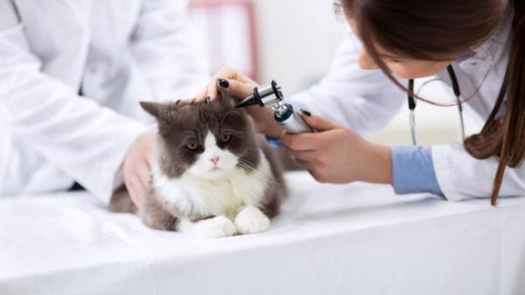 Der Tierarzt untersucht das Ohr der Katze