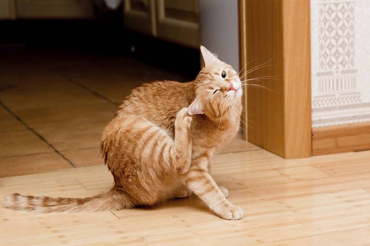 Roter Kater kratzt sich
