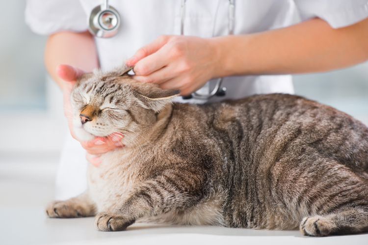 Ohrmilbe bei Katzen
