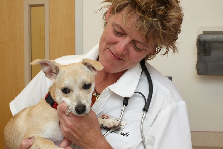 Examen del perro por el veterinario