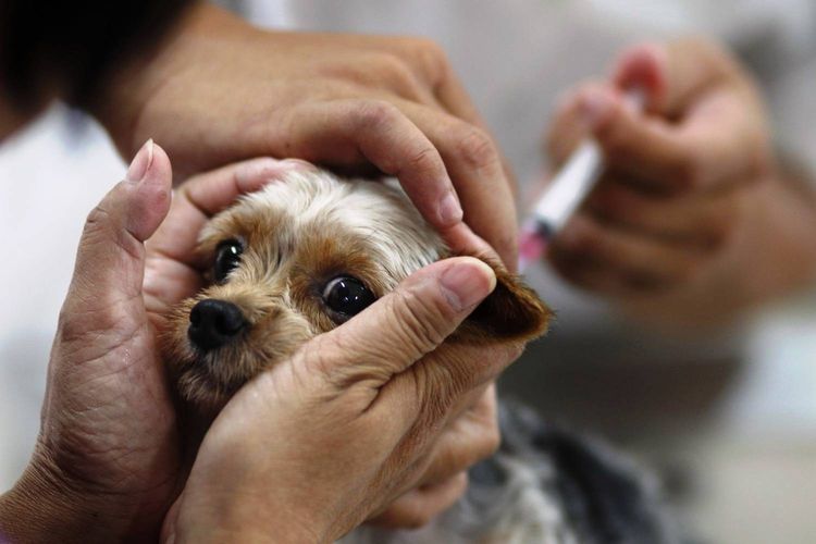 Vacunación del cachorro