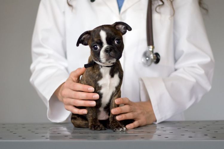 Examen veterinario