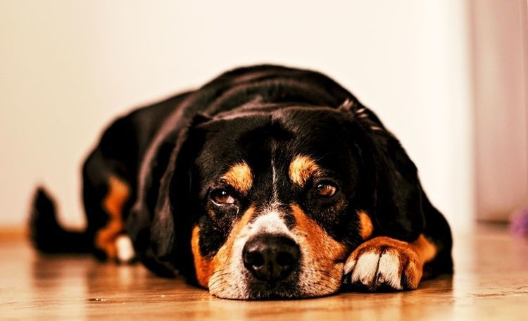 Apatía en el perro