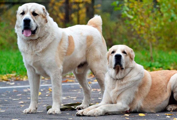 Perros grandes