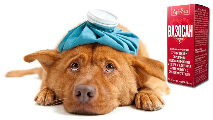 Vasosan plus para perros