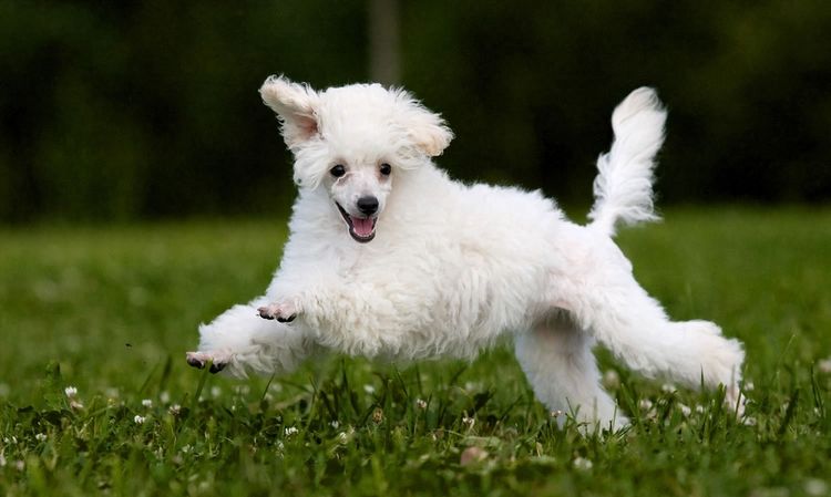 Perro sano