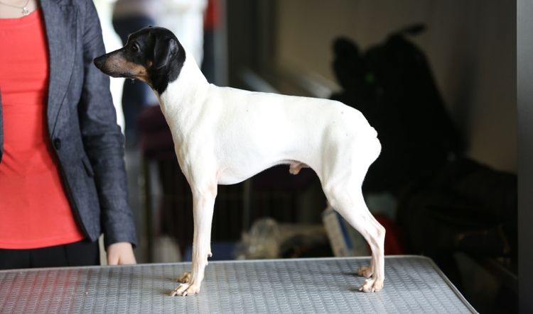 Terrier japonés
