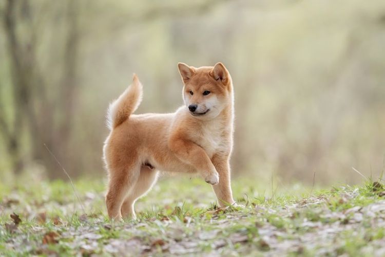 Jomon-shiba