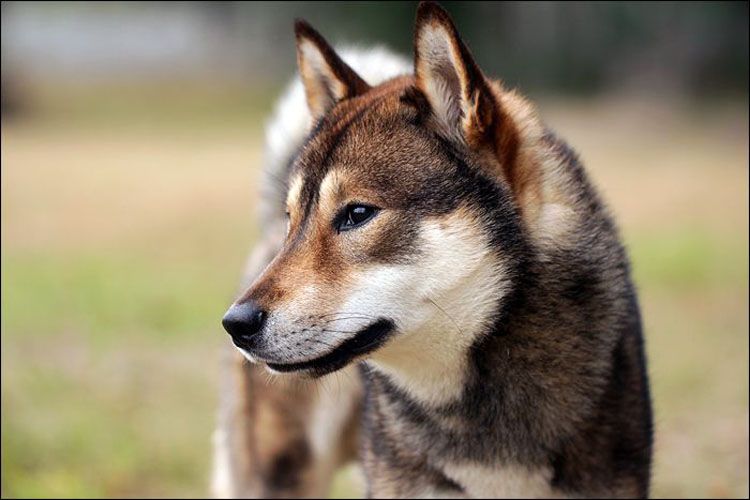 Shikoku