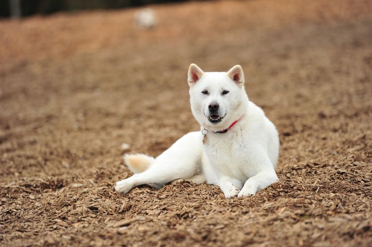 Kishu