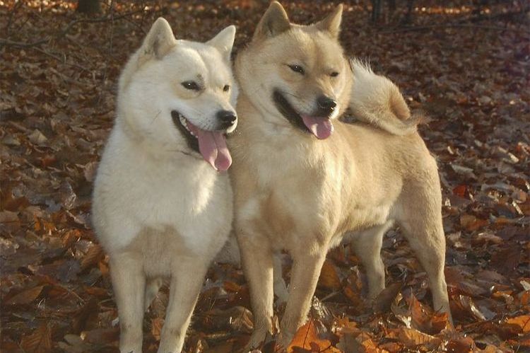Hokkaido (ainu-ken o seta)
