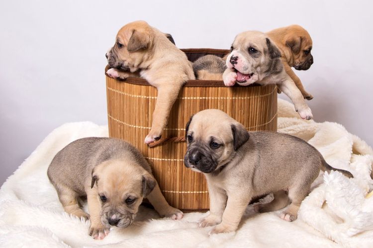 Cachorros de dos meses