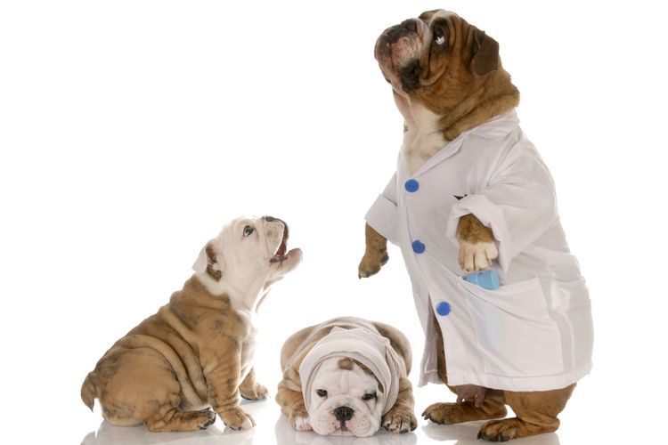 Bulldogs ingleses