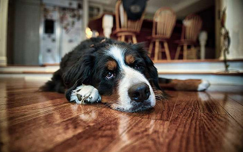 Vólvulo gástrico en perros: síntomas, causas, tratamiento