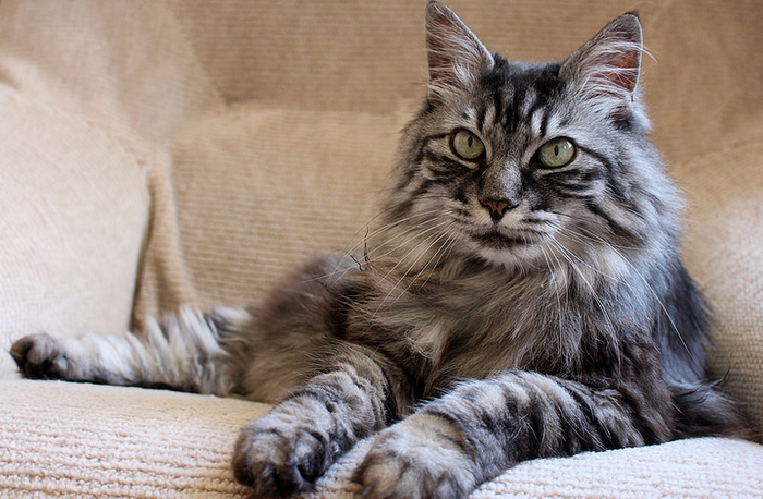 Bobtail de Kuril: fotos
