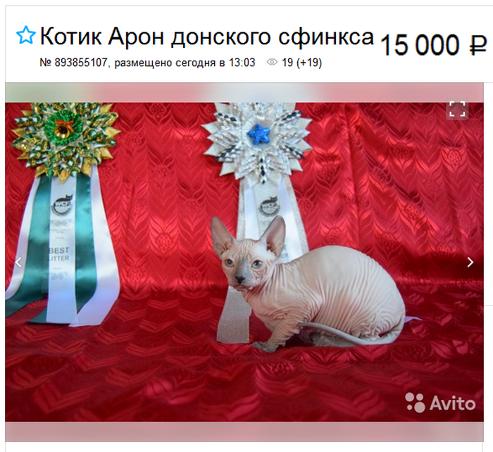 Don Sphynx en Avito